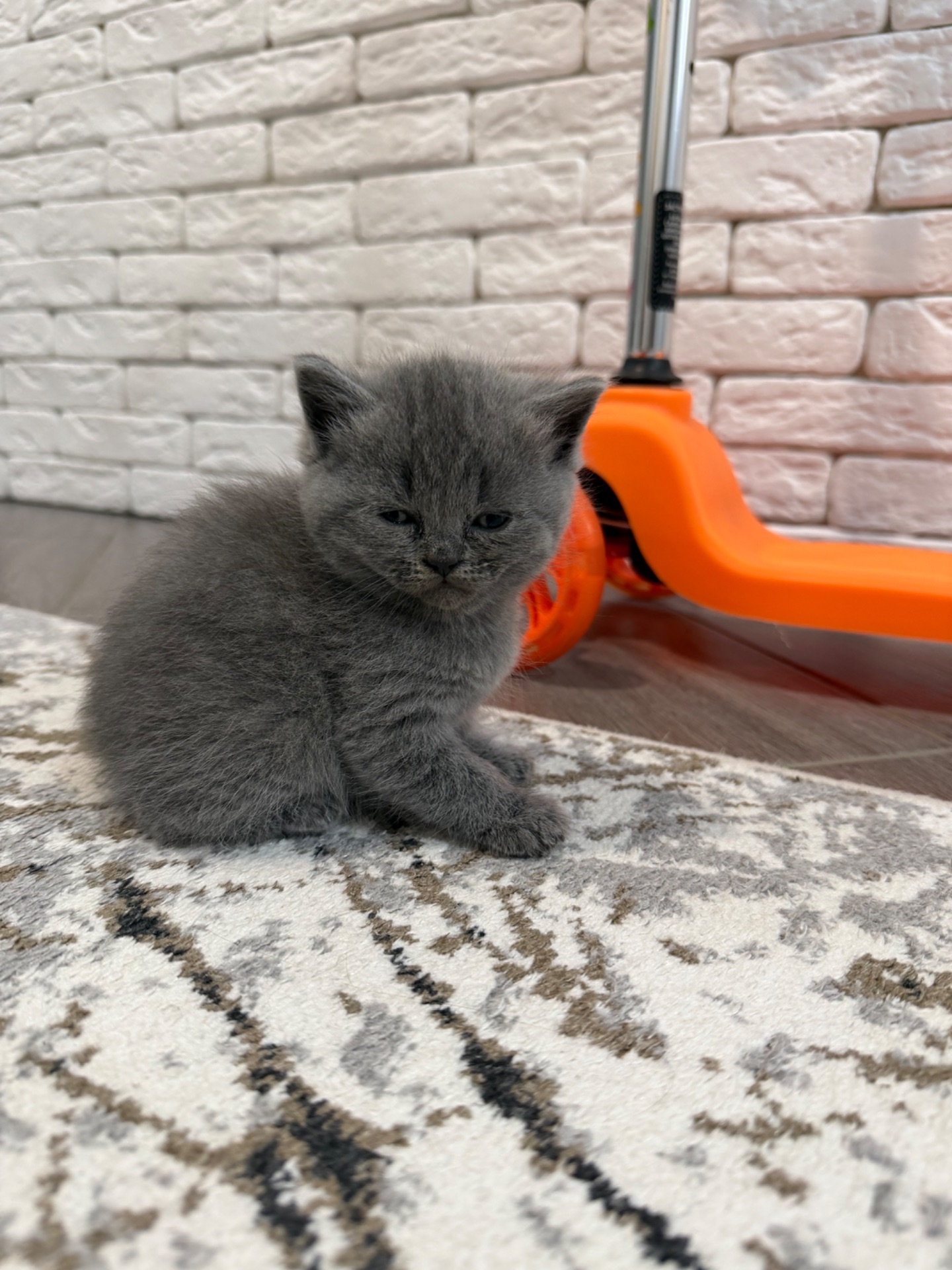 Британські кошенята