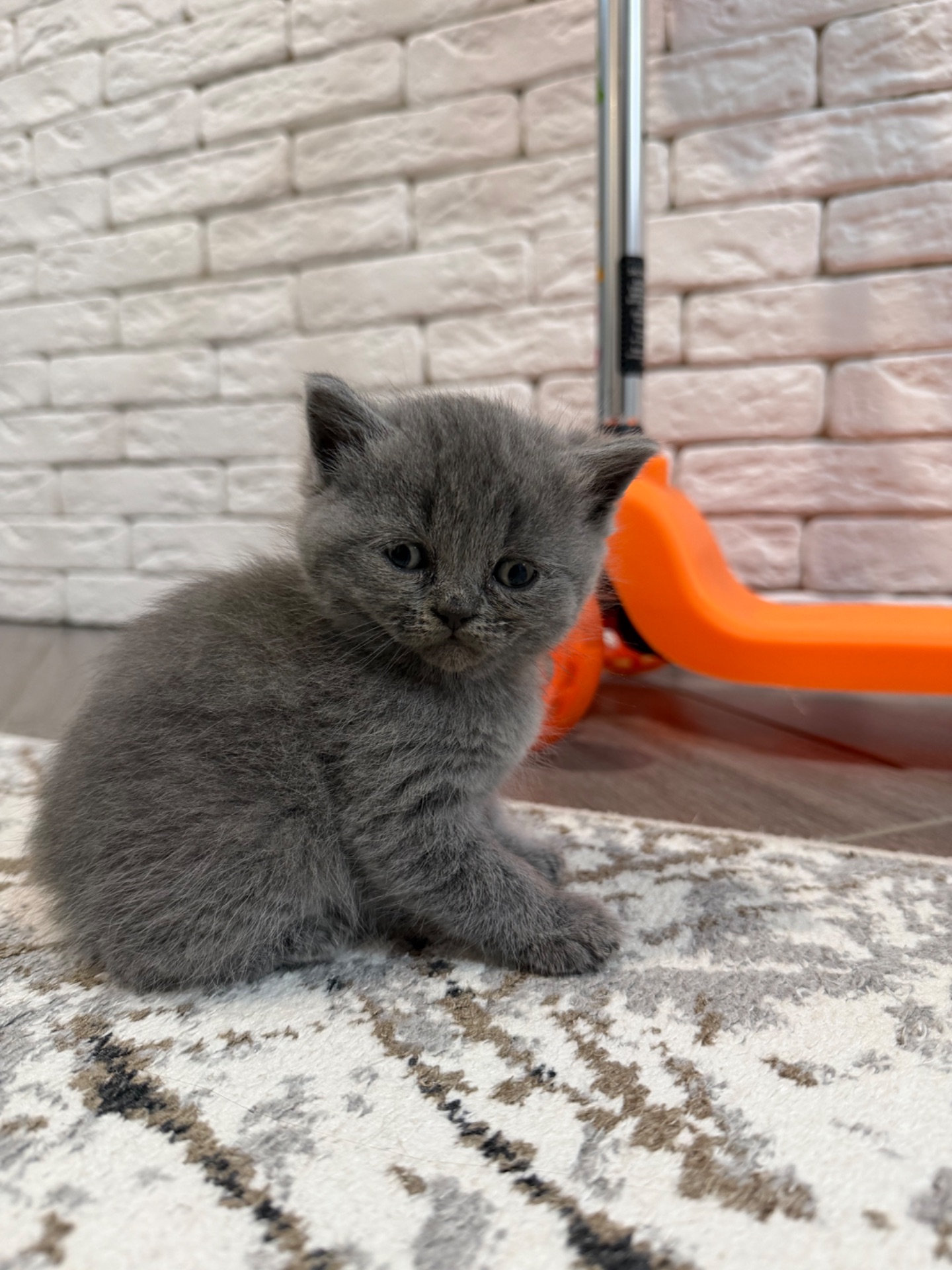 Британські кошенята