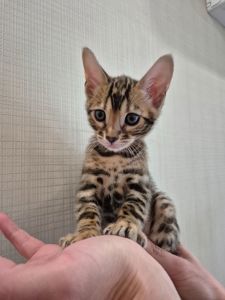 Бенгальські кошенята
