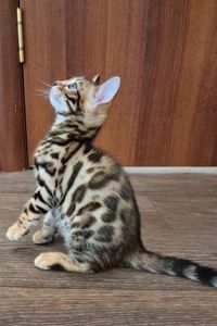 Бенгальські кошенята