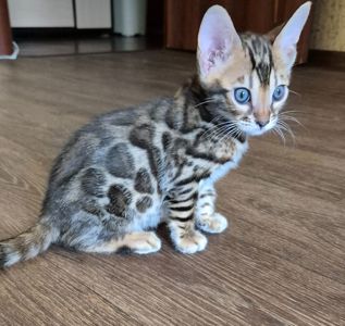 Бенгальські кошенята