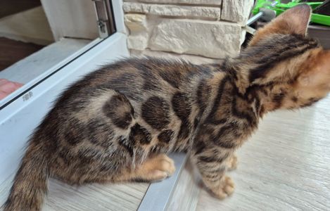 Бенгальські кошенята