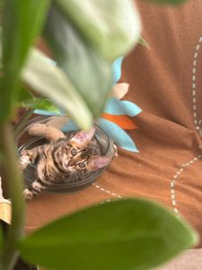 Бенгальські кошенята