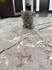 Британські кошенята