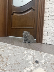 Британські кошенята