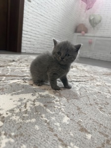 Британські кошенята