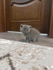 Британські кошенята