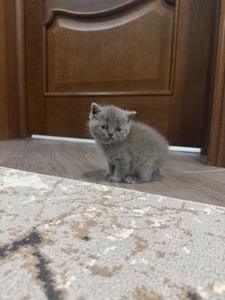 Британські кошенята