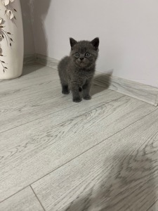 Британські кошенята