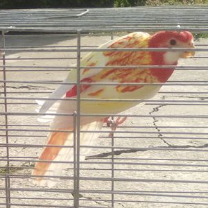 Розелла рубіно