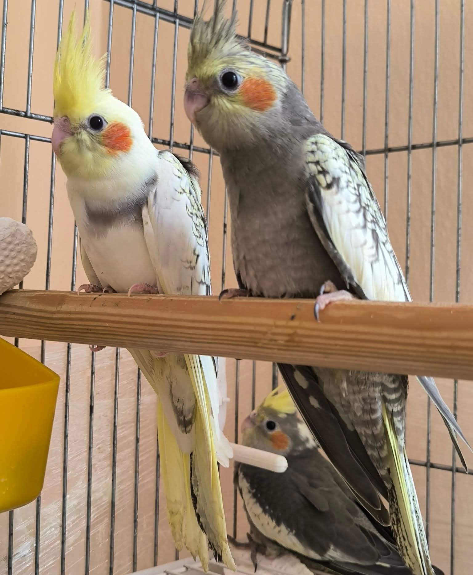 Малыши кореллы