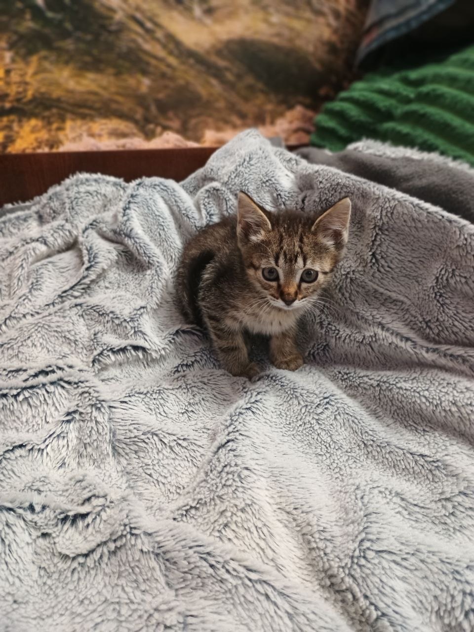 Віддам в добрі руки кошнят
