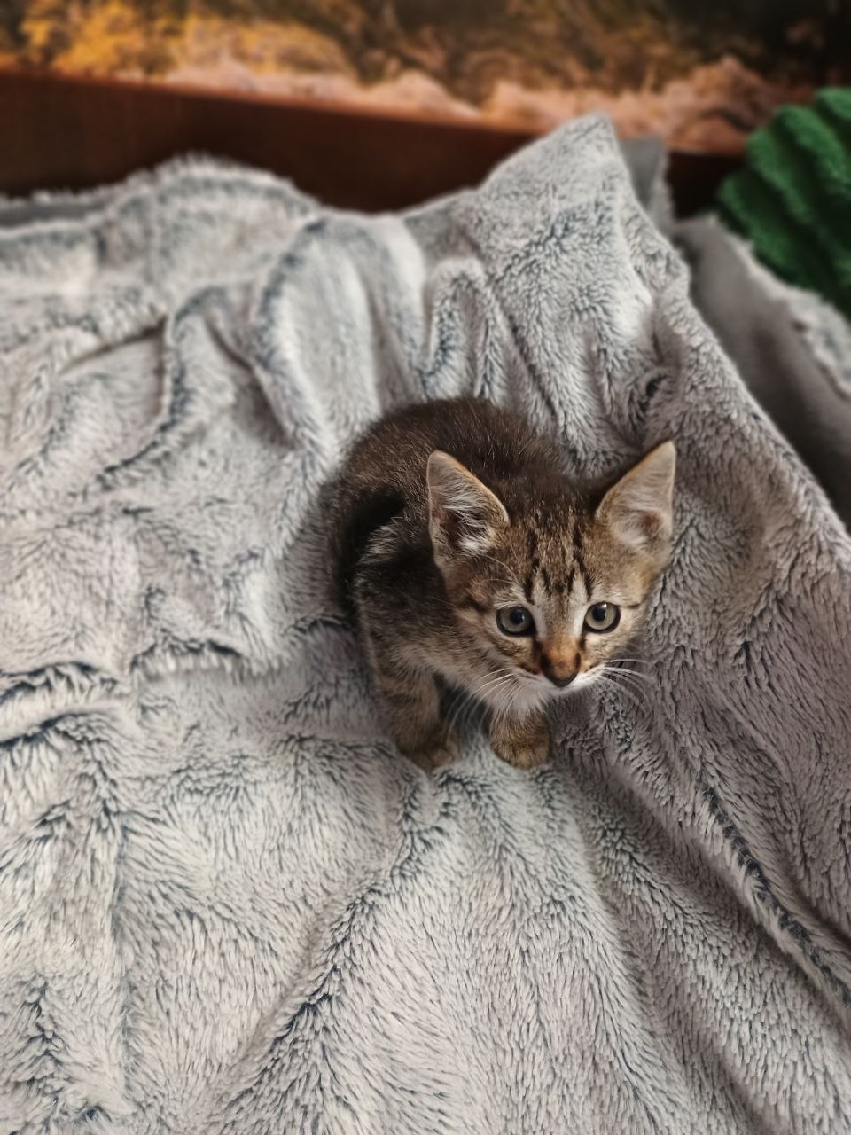 Віддам в добрі руки кошнят