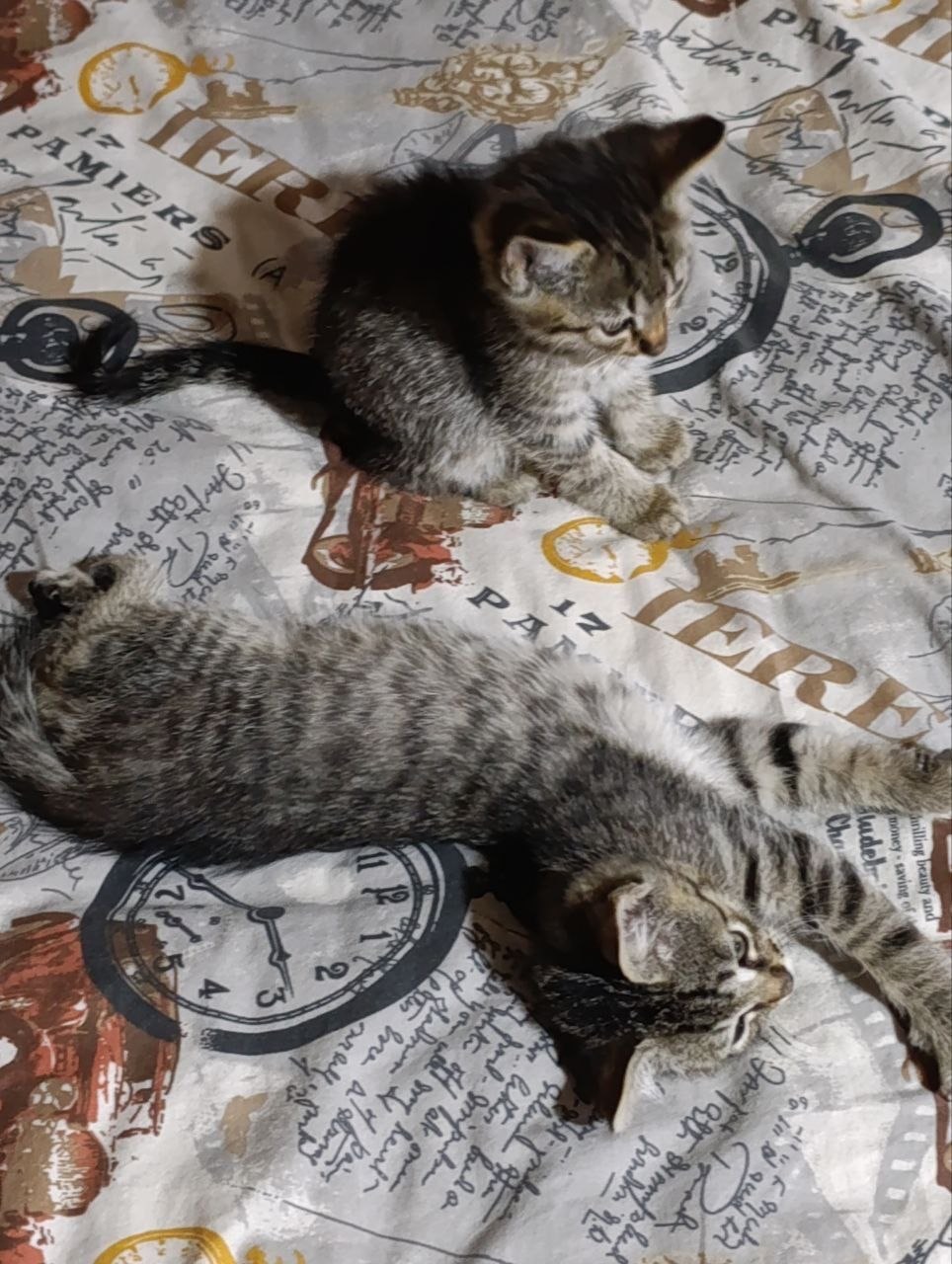 Віддам в добрі руки кошнят