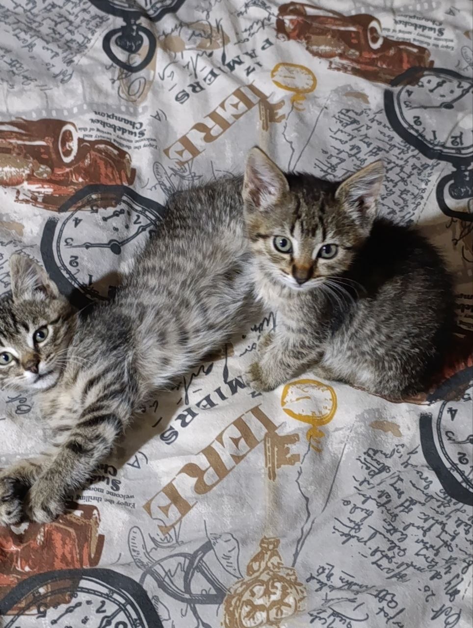 Віддам в добрі руки кошнят