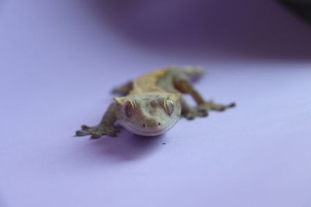 Самець бананоїд молодий