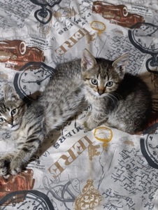 Віддам в добрі руки кошнят