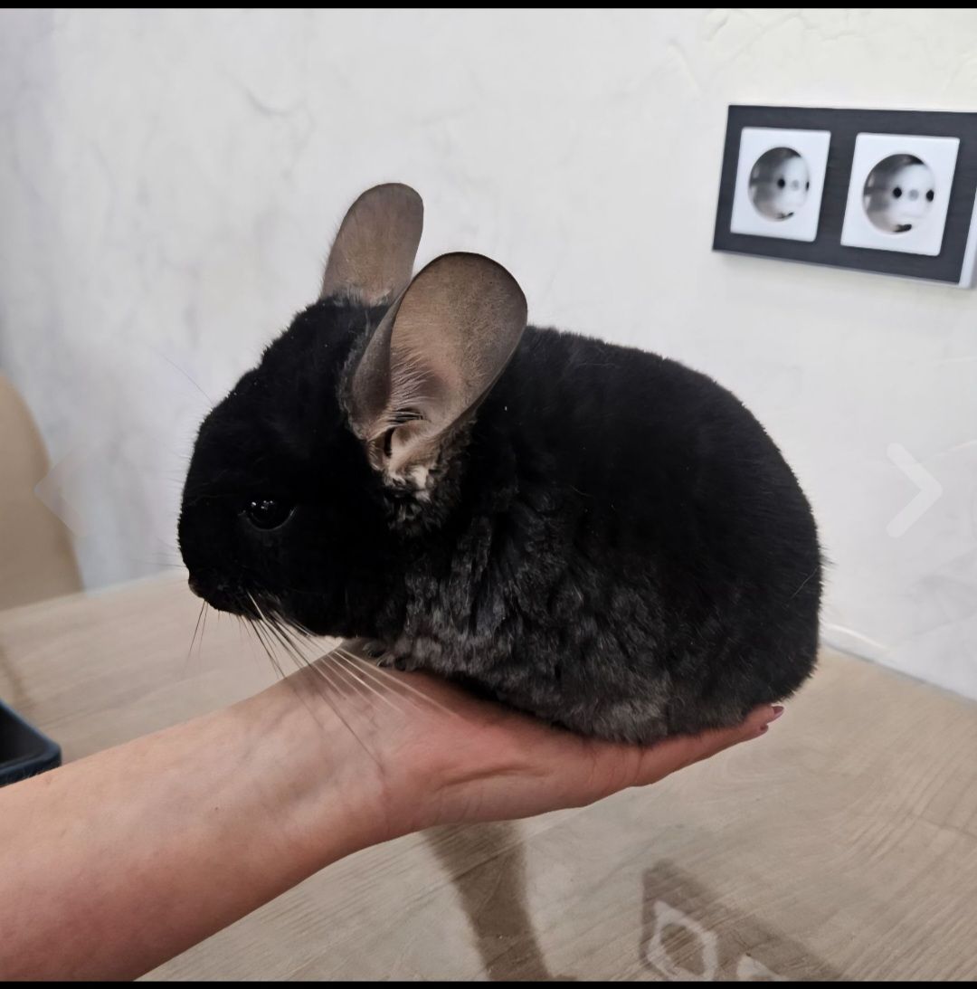 Шиншила хлопчик
