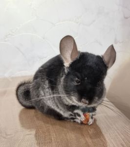 Шиншила хлопчик