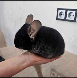 Шиншила хлопчик