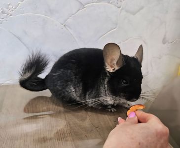 Шиншила хлопчик