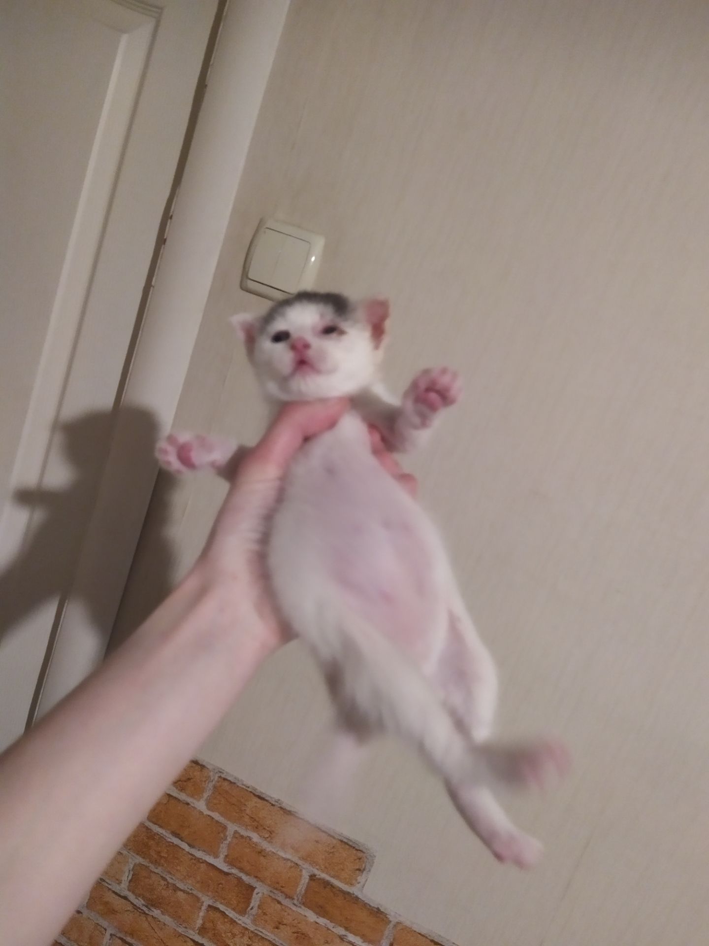 Аптечные котята!