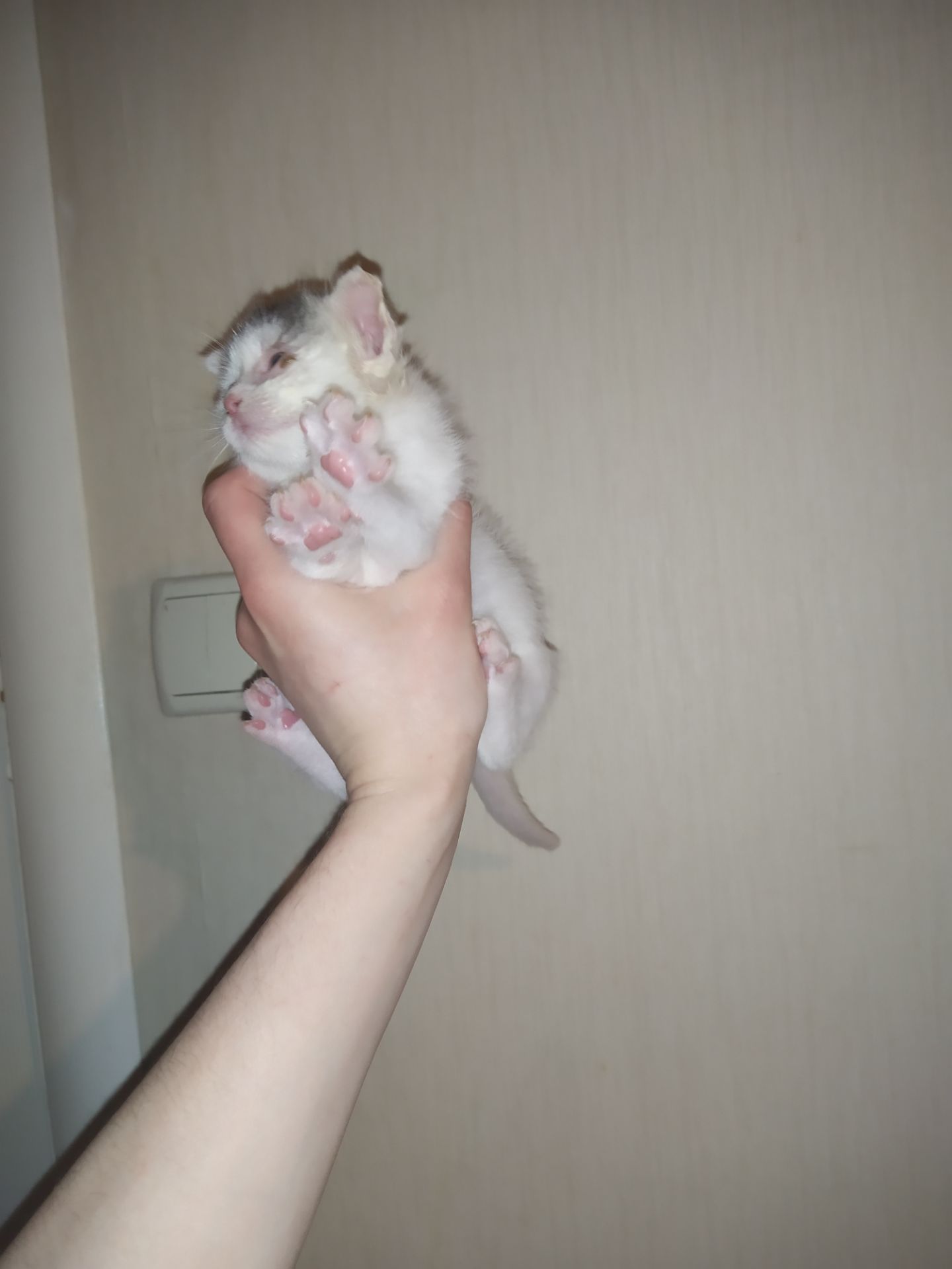 Аптечные котята!