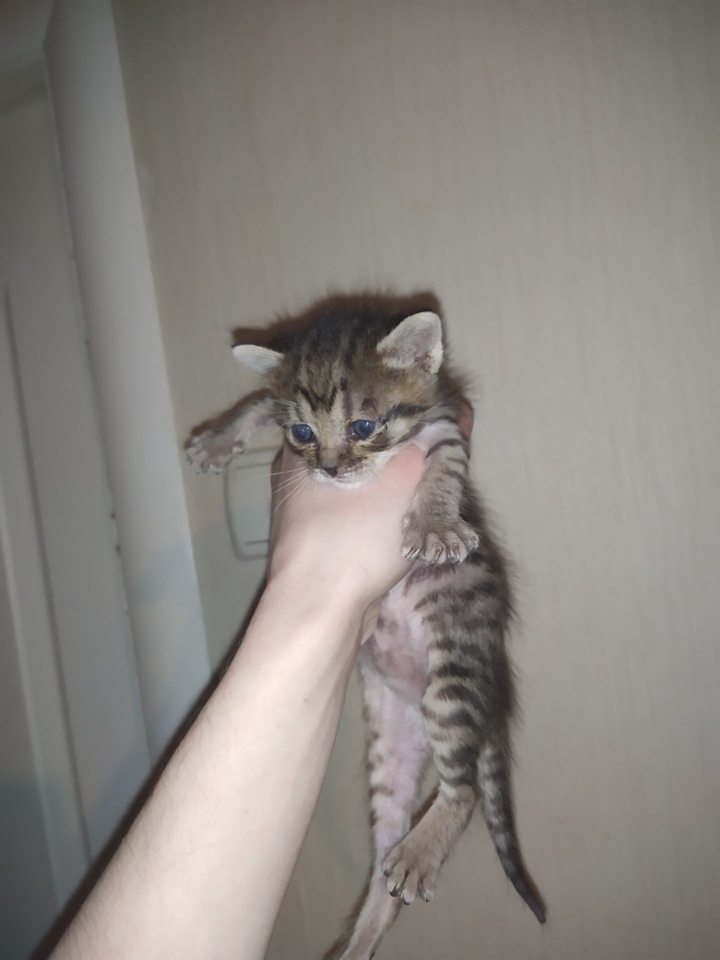 Аптечные котята!