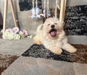 Цуценята мальтіпу🥰