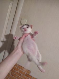 Аптечные котята!
