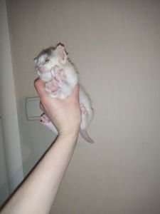 Аптечные котята!