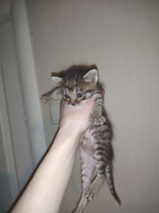 Аптечные котята!