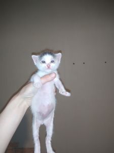 Аптечные котята!