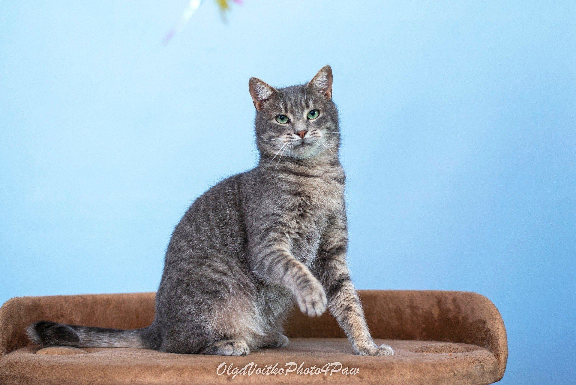 Кортес