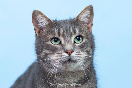 Кортес