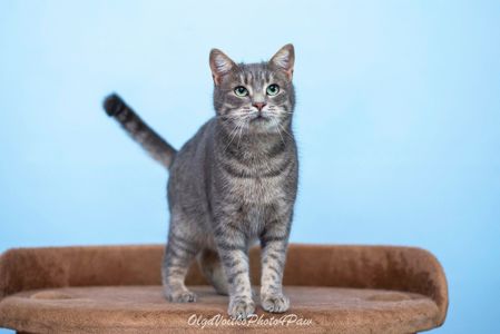 Кортес