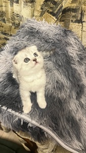 Котик срібна шиншила