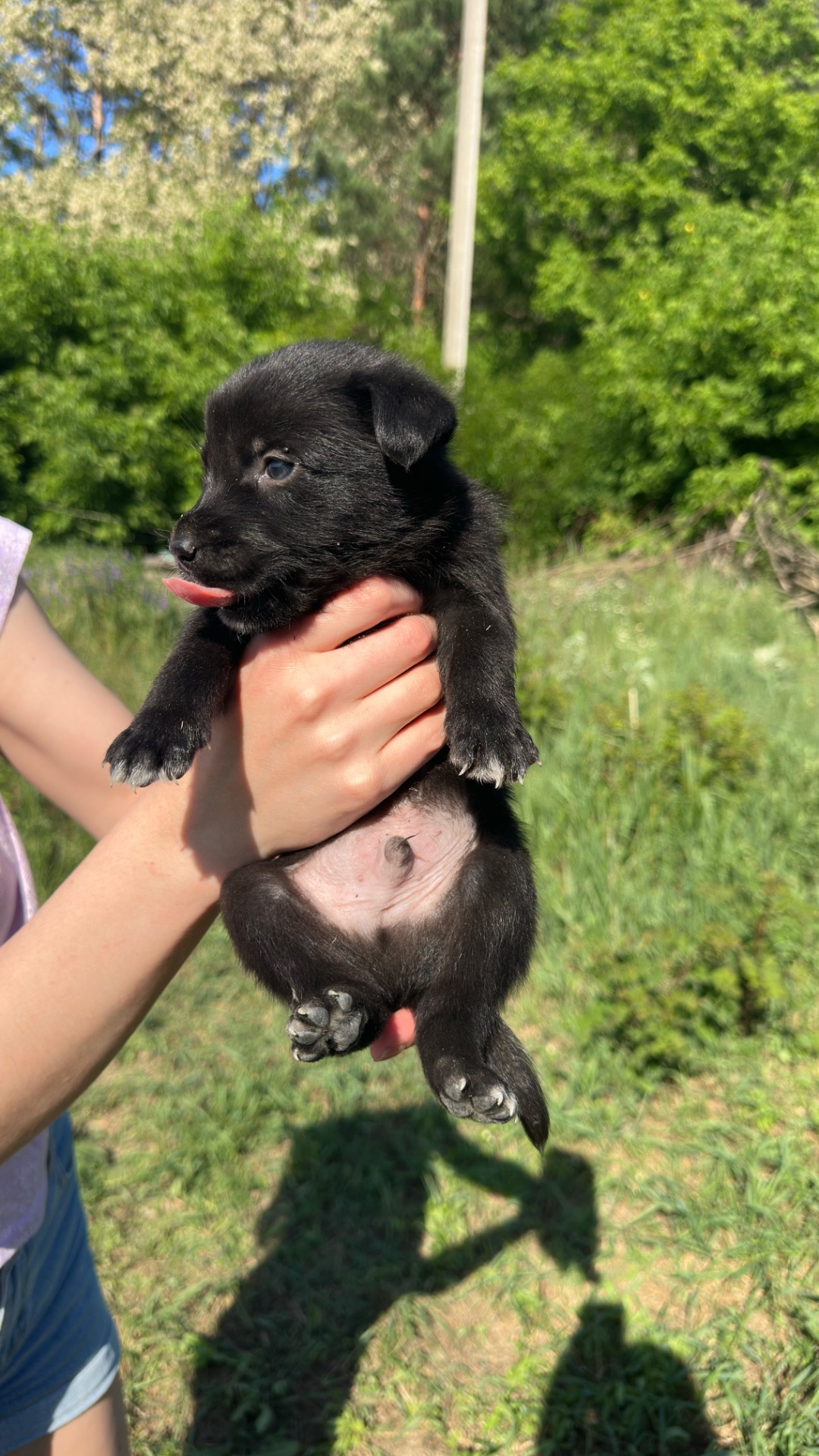 🐾 8 прекрасних малюків шукають своїх батьків! ❤️