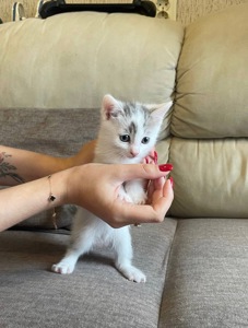 Дві маленькі принцеси шукають дім ❤️