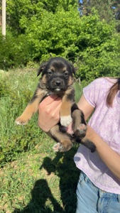🐾 8 прекрасних малюків шукають своїх батьків! ❤️