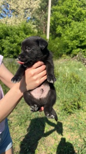 🐾 8 прекрасних малюків шукають своїх батьків! ❤️