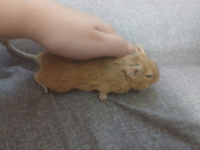 Продам білку дегу