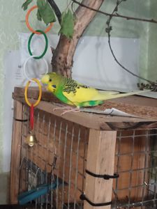 Нікіта