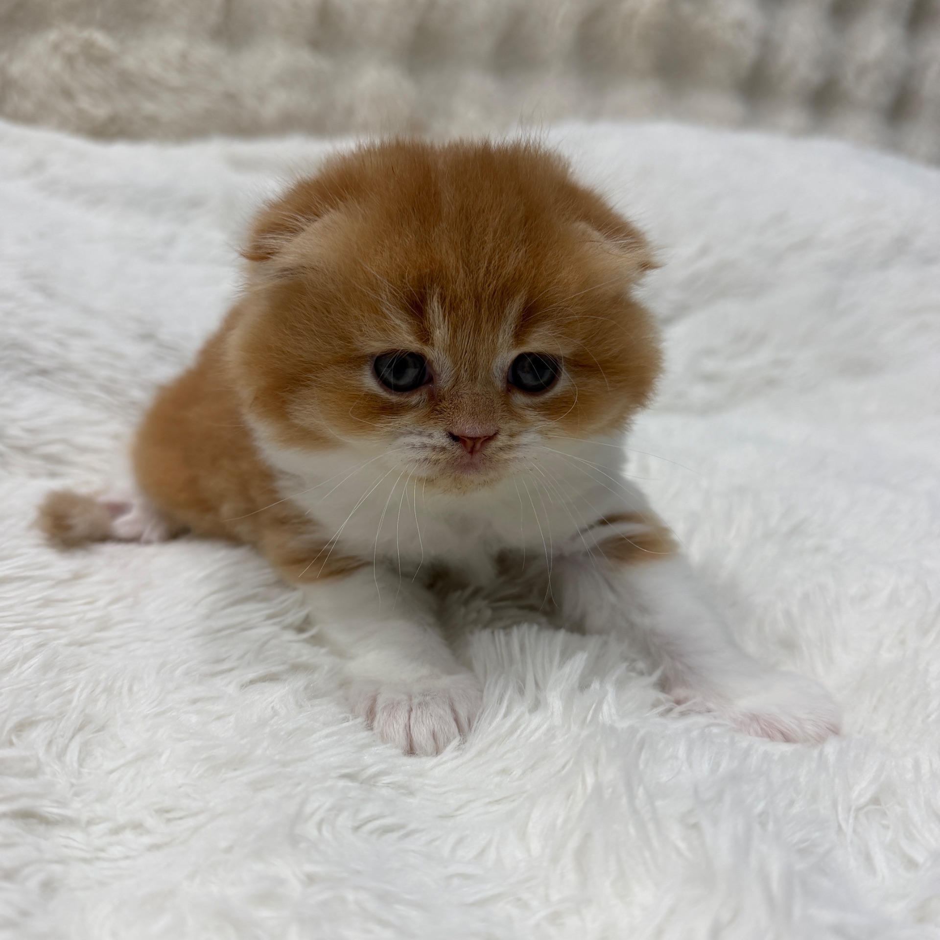 Шотландский весловухий котик