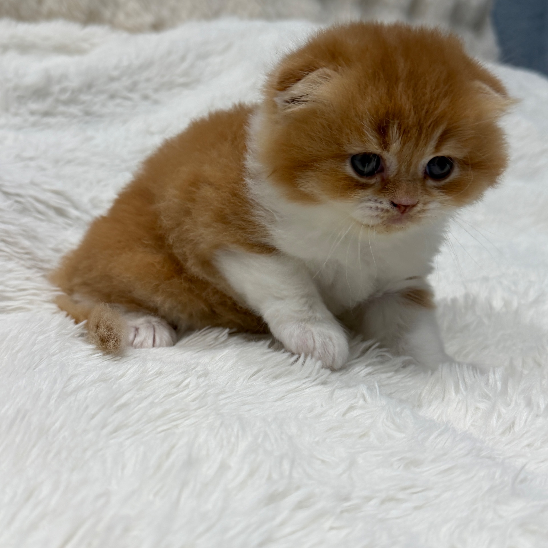 Шотландский весловухий котик