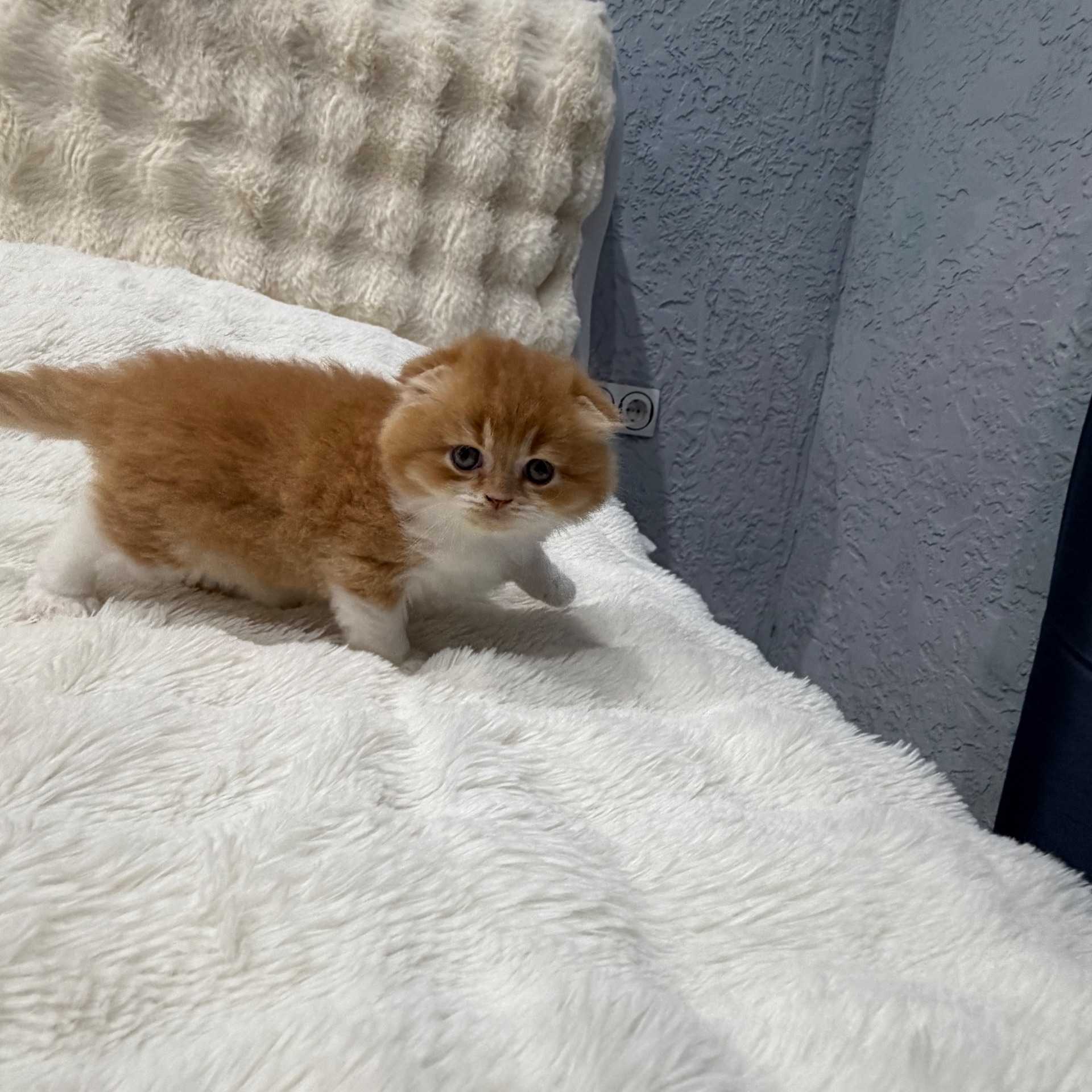 Шотландский весловухий котик