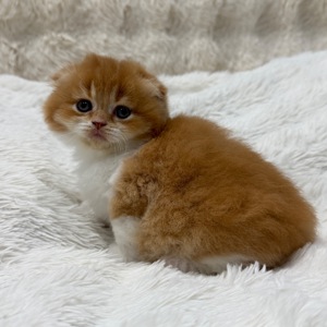 Шотландский весловухий котик