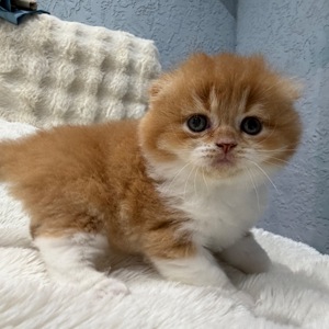 Шотландский весловухий котик
