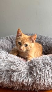 Момо