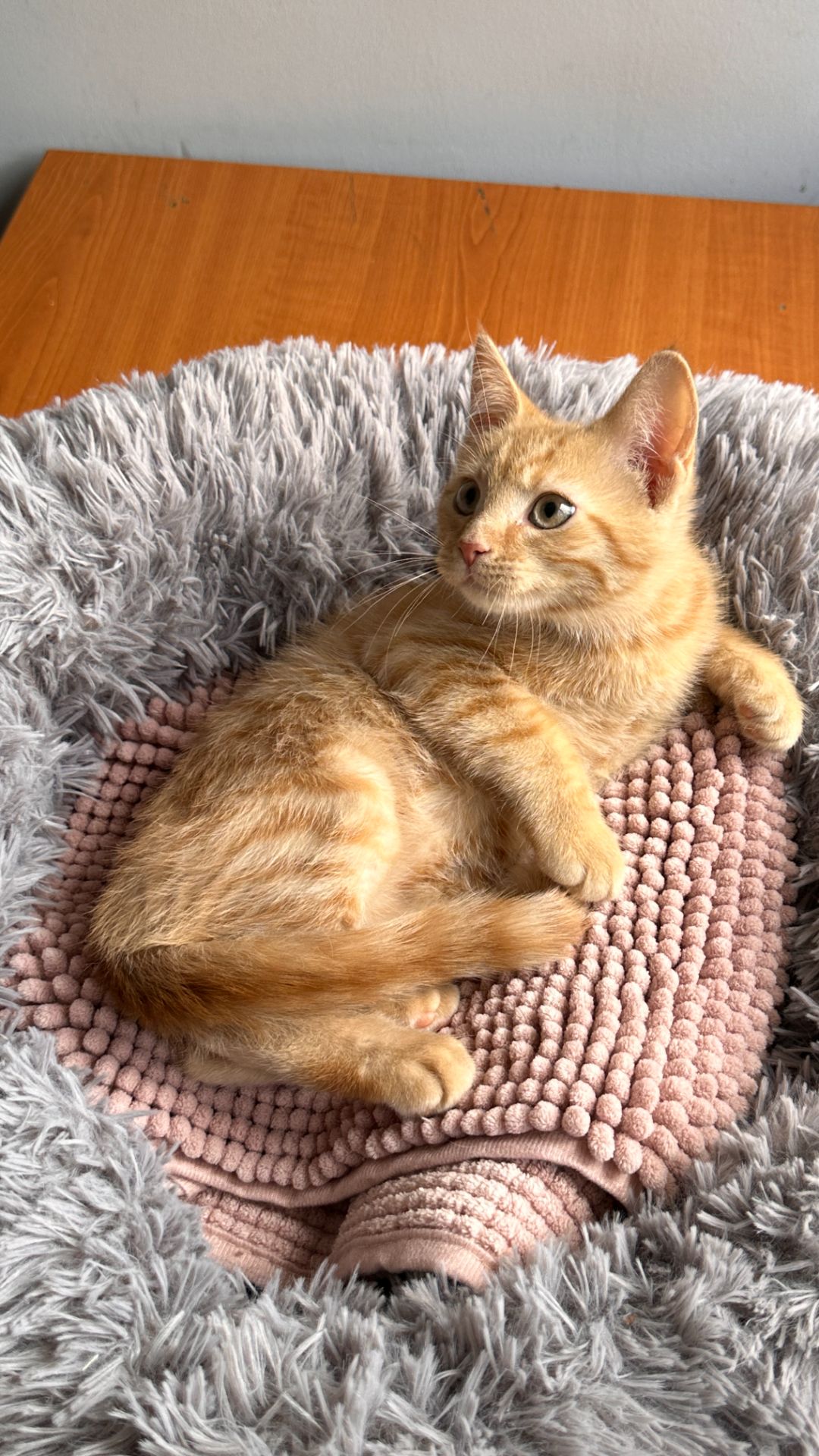 Момо